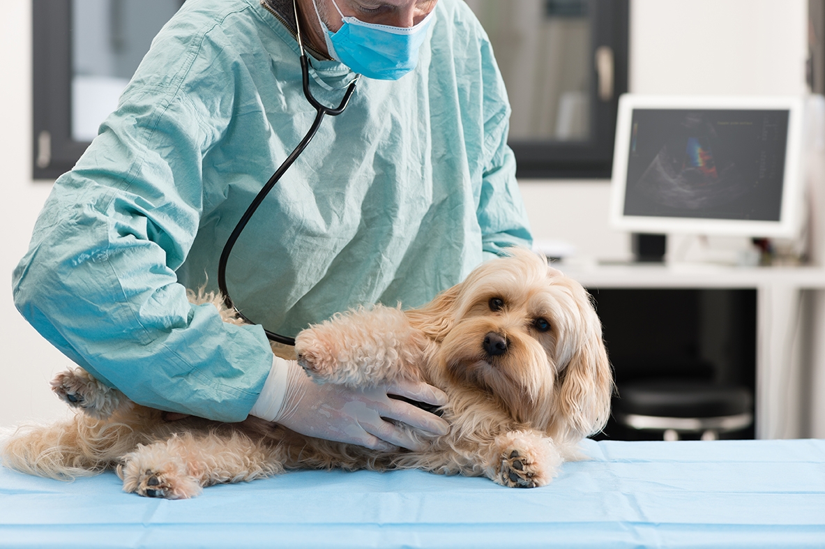 Azur Conseil : courtier en assurance santé animal chien et chat Azur Conseil : courtier en assurance santé animal chien et chat